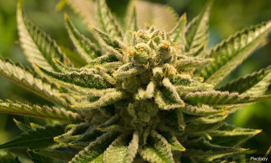 Thailand bentang RUU larang ganja untuk suka-suka minggu depan