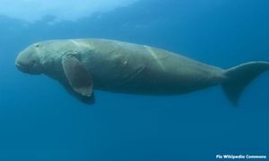 Mersing islands to be gazetted for dugong, seagrass protection