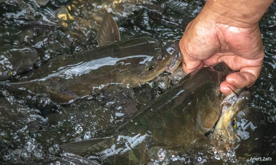 Indigenous practices revive Sabah's rivers one at a time