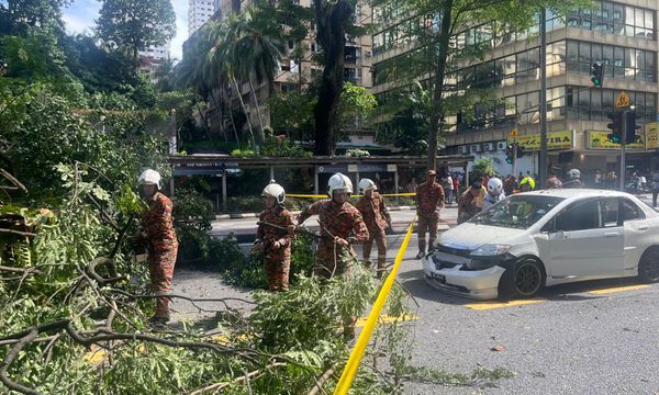 Old tree falls on busy road in KL, injuring two