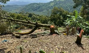 Tebang 200 pokok durian, k'jaan Pahang didakwa langgar perintah mahkamah
