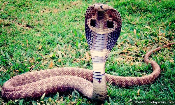 Civil Defence Force maintains SOP after personnel's cobra bite death
