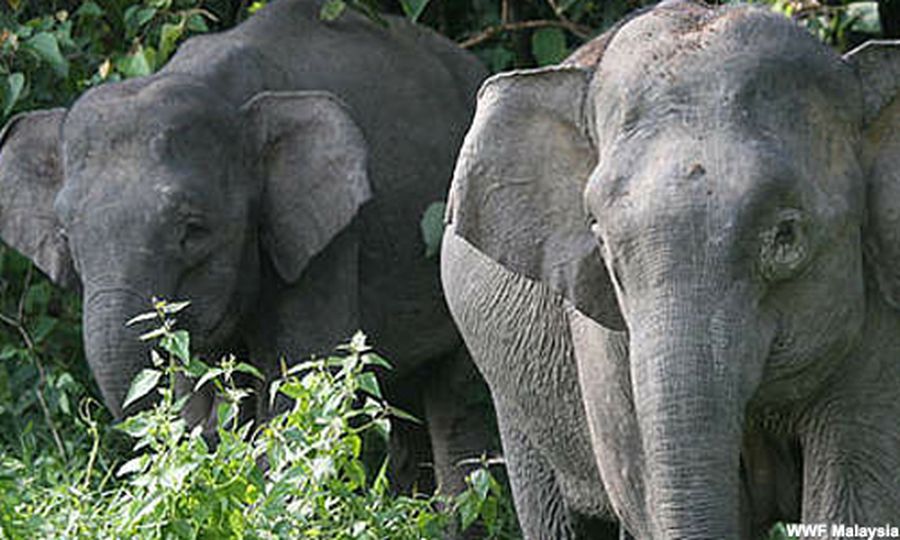 Strengthen conservation of wildlife in original habitat - Nik Nazmi