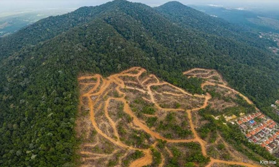 南峇山榴莲计划无需环评，惟须重栽植被再谈翻种