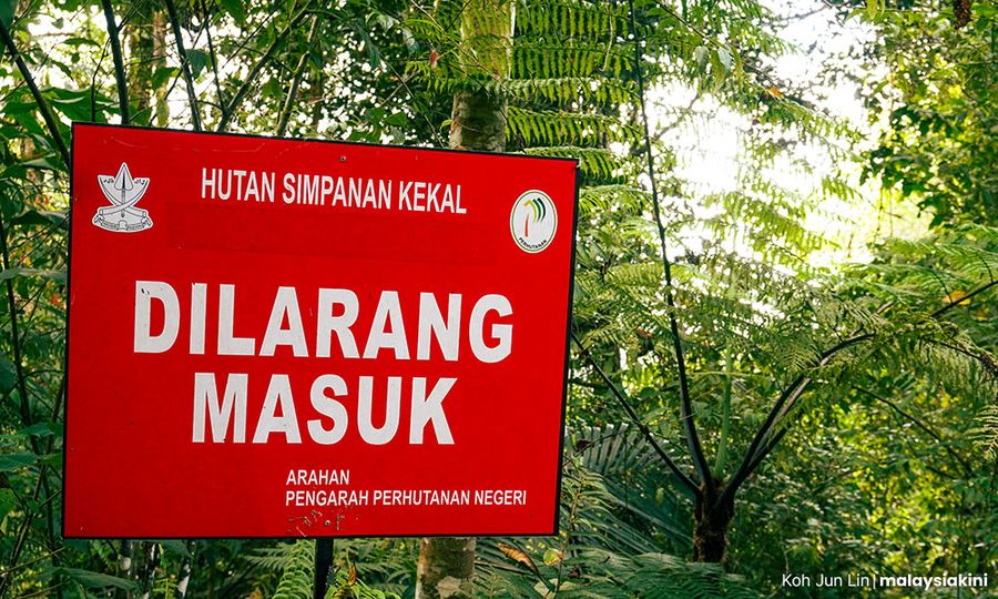 Pahang identifies new areas to be declared as permanent forest reserves