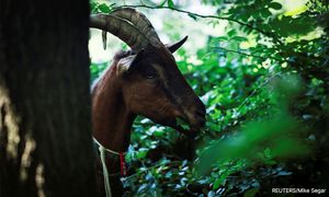 Pindah 62 ekor kambing tanpa kebenaran, pemandu lori didenda RM10,000