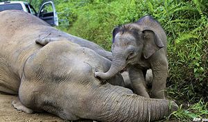 Bunuh gajah Borneo: Pemburu haram tergiur harga gading tinggi
