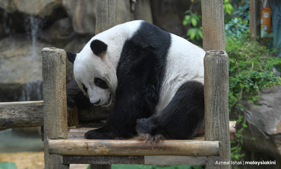 Happy birthday, pandas