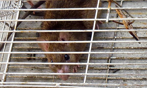 COMMENT | Let us not blame the rats