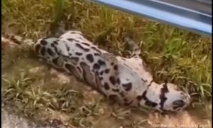 Harimau dahan ditemui mati, dipercayai dilanggar