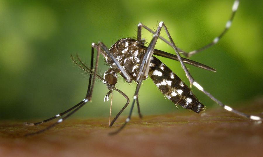 Kes denggi di N Sembilan meningkat 194.4 peratus 