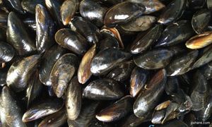 Mussels from PD, Malacca still not safe for consumption - Fisheries Dept