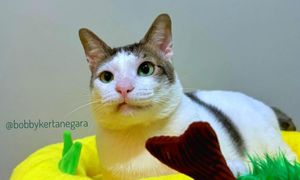 Si bulus Bobby, kucing Prabowo pindah ke istana presiden