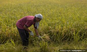 Bantuan Khas Kewangan Aidilfitri ringan beban pesawah dan nelayan