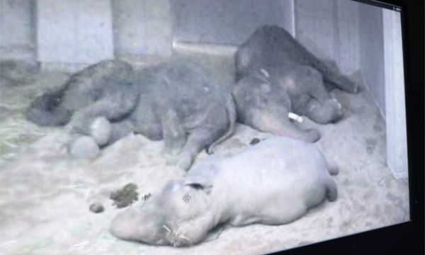 SNAPSHOT | Group says elephants sent to Japan suffering; online sellers being monitored