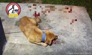 Group condemns killing of dog with arrow in Selama