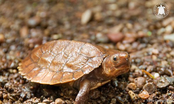 Indian national pleads not guilty over KLIA wildlife smuggling