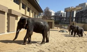 Activists seek court order for documents on elephant transfer to Japan