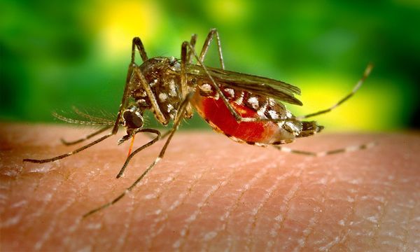 Selangor dengue cases expected to increase 150pct – exco