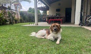 COMMENT | Faith, fur, and compassion
