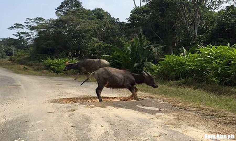 Kampar District Council: Officers catching strays, not stealing livestock