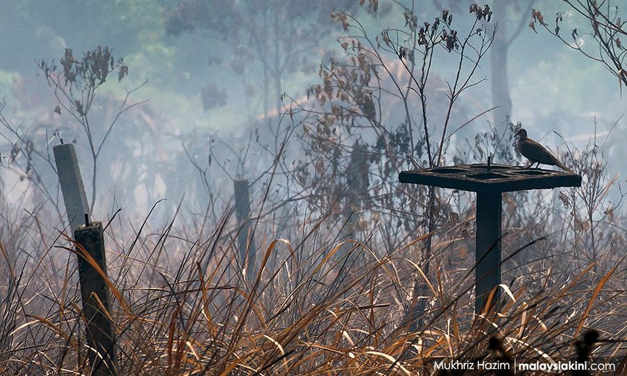 Kebakaran Hutan Bintang Hijau dipadam pagi ini