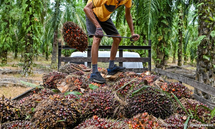 COMMENT | Carbon pricing can reduce palm oil supply chain emissions