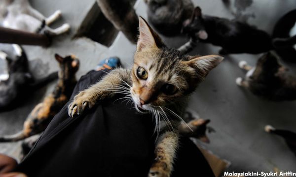 LETTER | Does Malaysia have sufficient veterinarians?