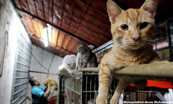 LETTER | Let’s do better for our animal shelters