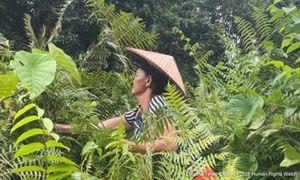 Masyarakat Iban berdepan pengusiran di hutan Bintulu