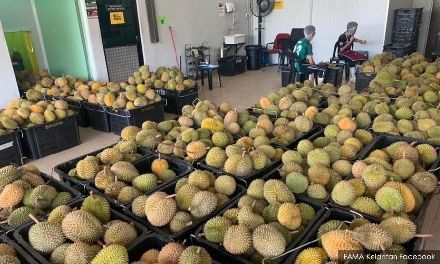Pulau Pinang bantu pengeksport tangani lambakan durian