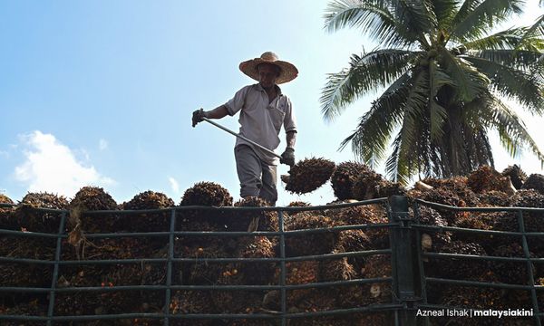 Palm oil regulator says supply disruption expected in Q1 2023