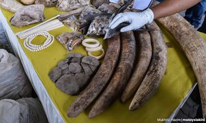 US sanctions Malaysian group for alleged wildlife trafficking