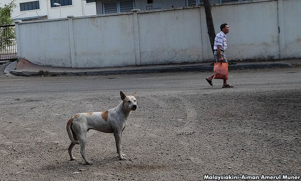 LETTER | Pets do not abandon their owners