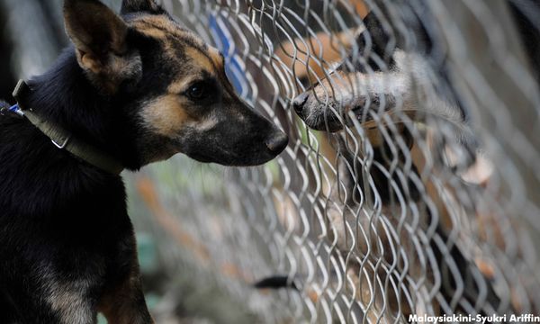 COMMENT | Can we balance love and hatred for dogs?
