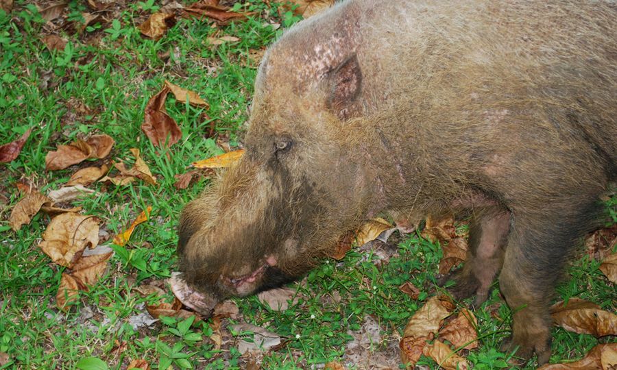 COMMENT | Disease crippling bearded pig population in East M’sia