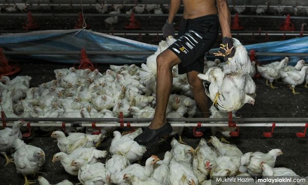 Poultry subsidies: Veterinary Dept still waiting for instructions