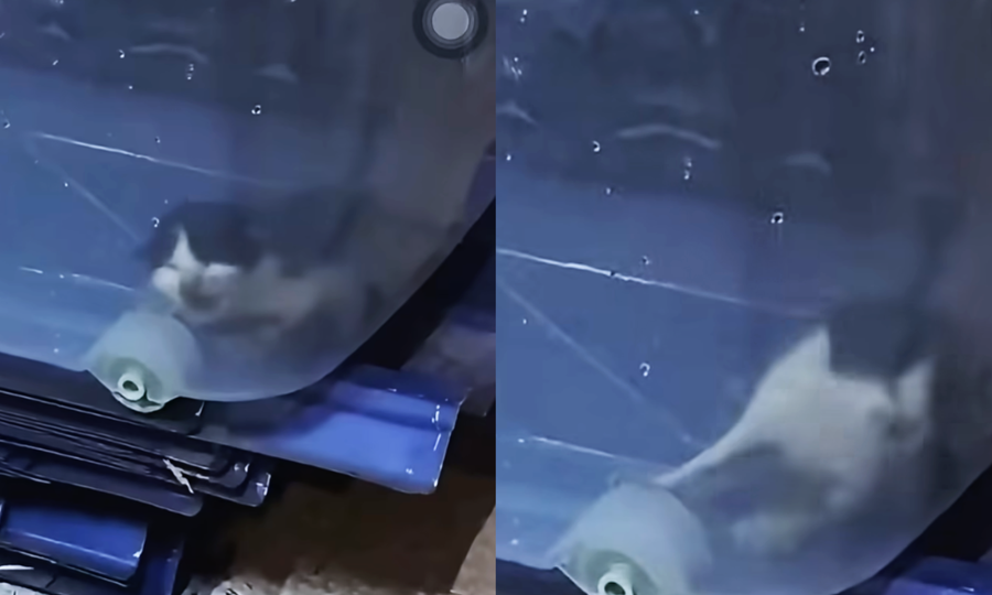 Volunteer fire and rescue team denies feeding kitten to python, claims snake already dead