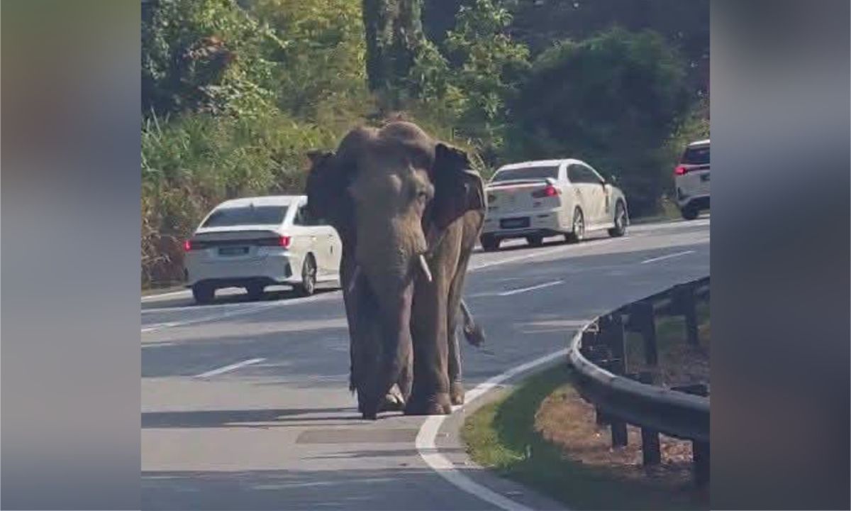 'Long walk home': Injured elephant tugs at Malaysians' heartstrings