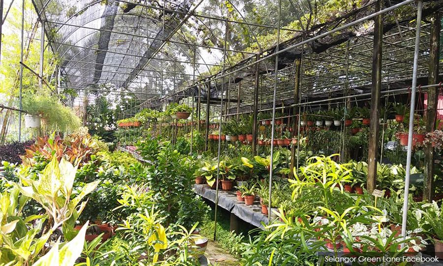 文告｜停止一刀切决策，暂缓双溪毛糯花圃搬迁令