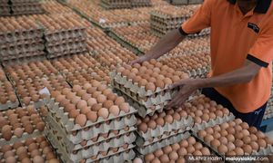 Steep rise in demand for eggs in Johor among reasons for shortage – Lee