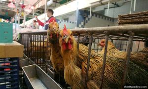 Budak dijangkiti H1N1 lepas diberi masakan ayam mati