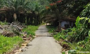 M'sia, Indonesia to meet Europe counterparts on deforestation in August