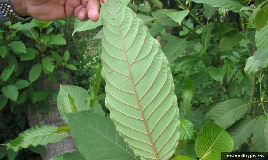 Lelaki ditahan bersama 450kg daun ketum