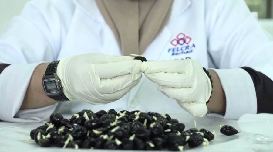 FELCRA Berhad DxP Seed mampu tingkat produktiviti ladang
