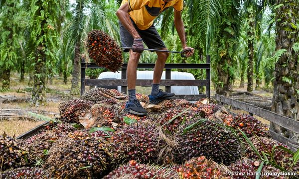 COMMENT | Carbon pricing can reduce palm oil supply chain emissions