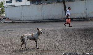 LETTER | Pets do not abandon their owners
