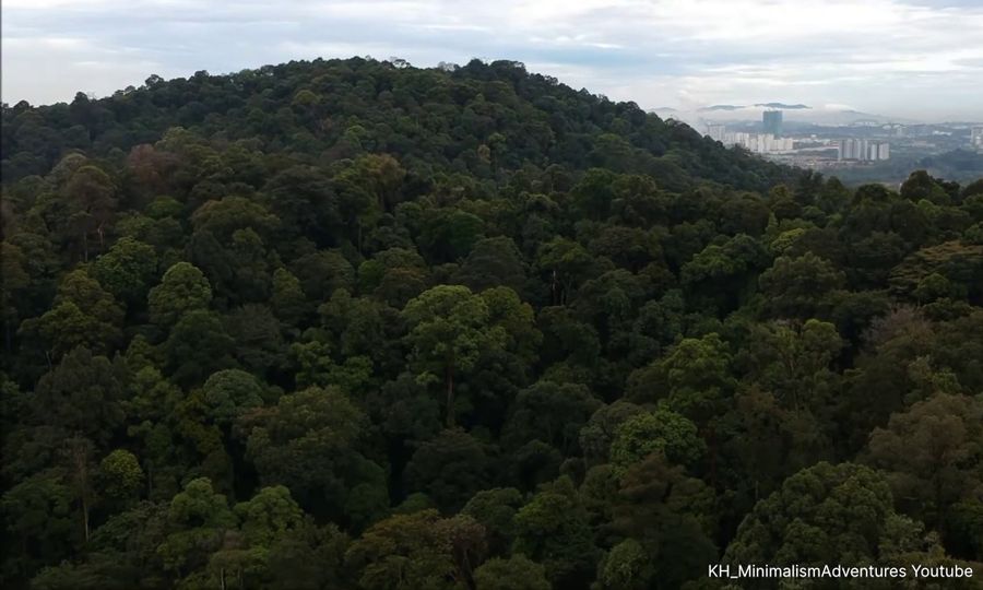 ULASAN | Penyahwartaan secara senyap Hutan Simpan Ayer Hitam