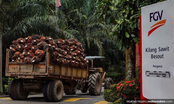 FGV's plantations business continues to improve with migrant workers' entry