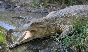 Buaya: Penduduk sekitar Sungai Belat, Sungai Kuantan dinasihat berwaspada